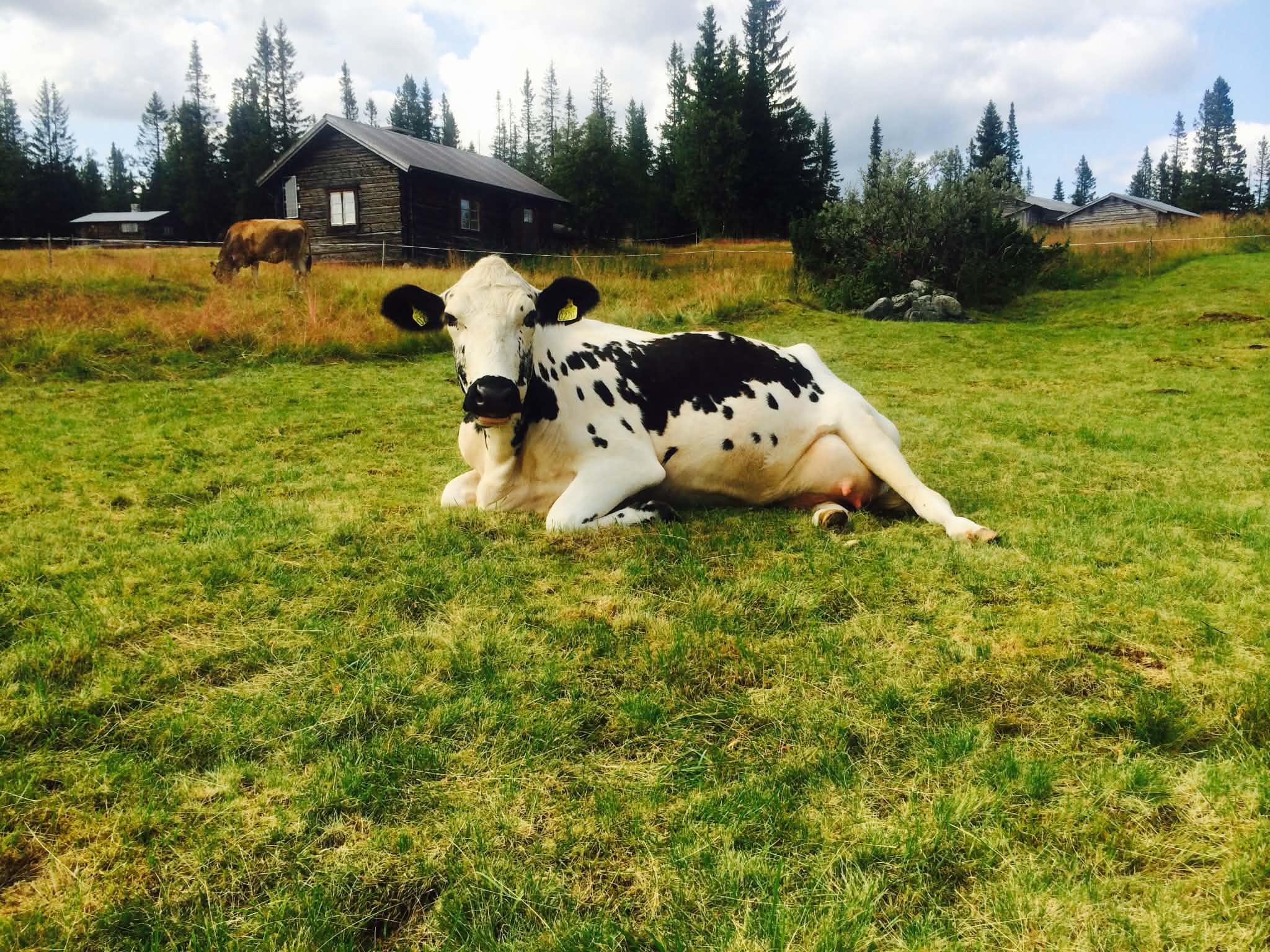 Fäbodstugor på blommande äng