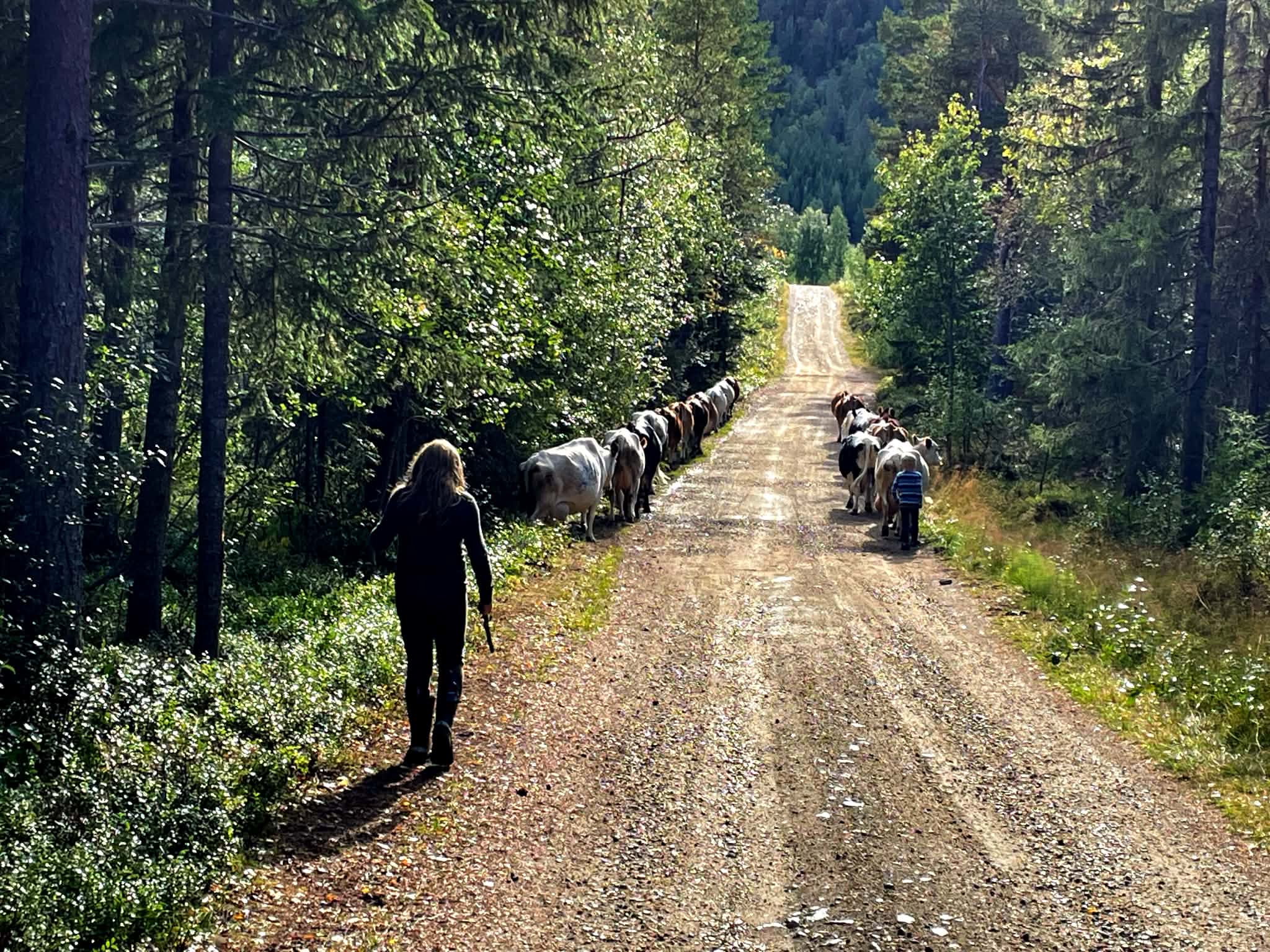 Kor på stig i skogen
