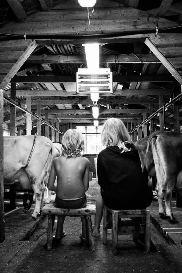 Barn och kor i ladugården